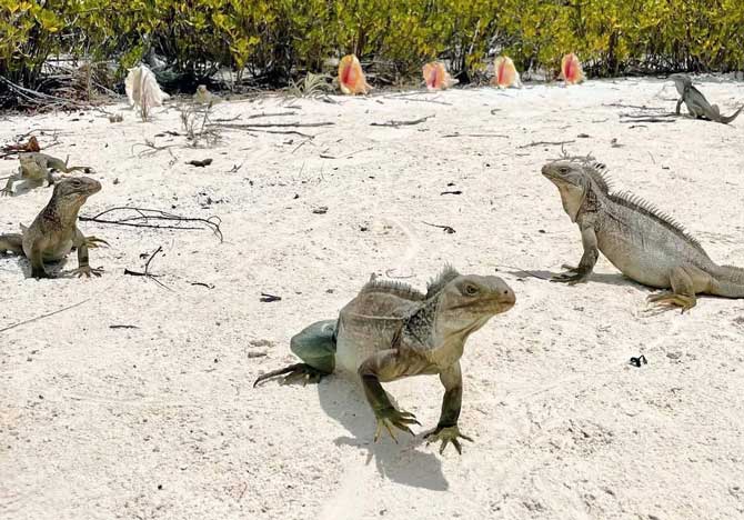 Iguana Island